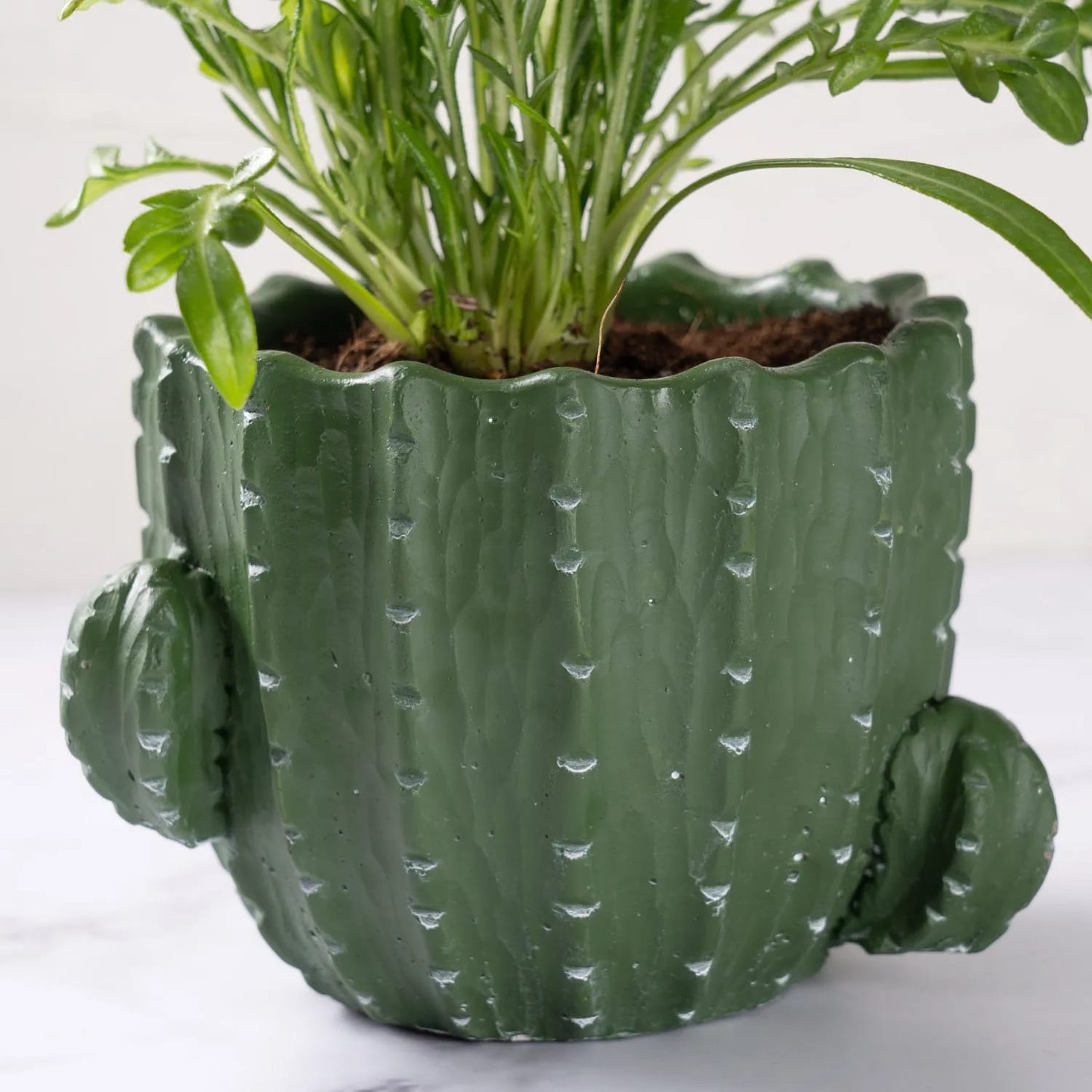 cactus pot